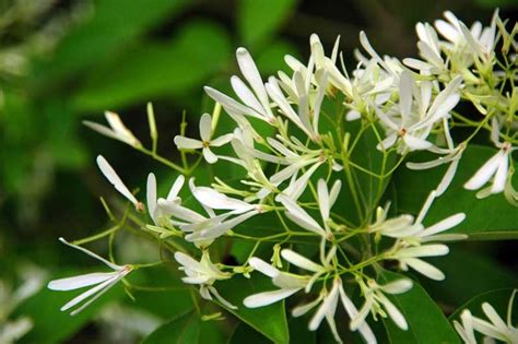 夜來香 花期|夜来香（夹竹桃科夜来香属植物）